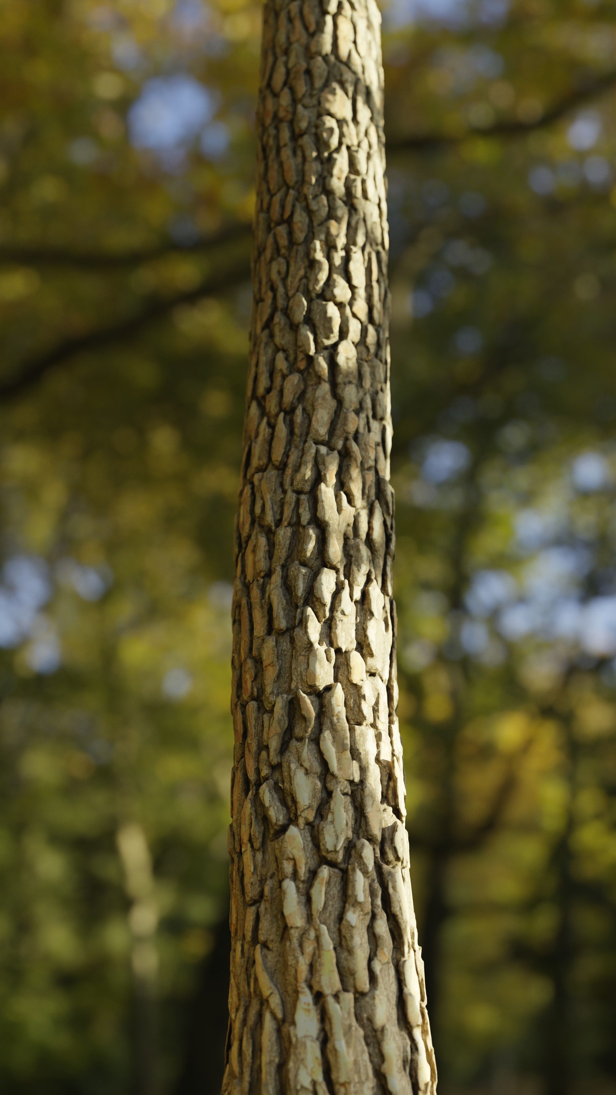 Pine Tree Trunk Low-poly 3D model_6