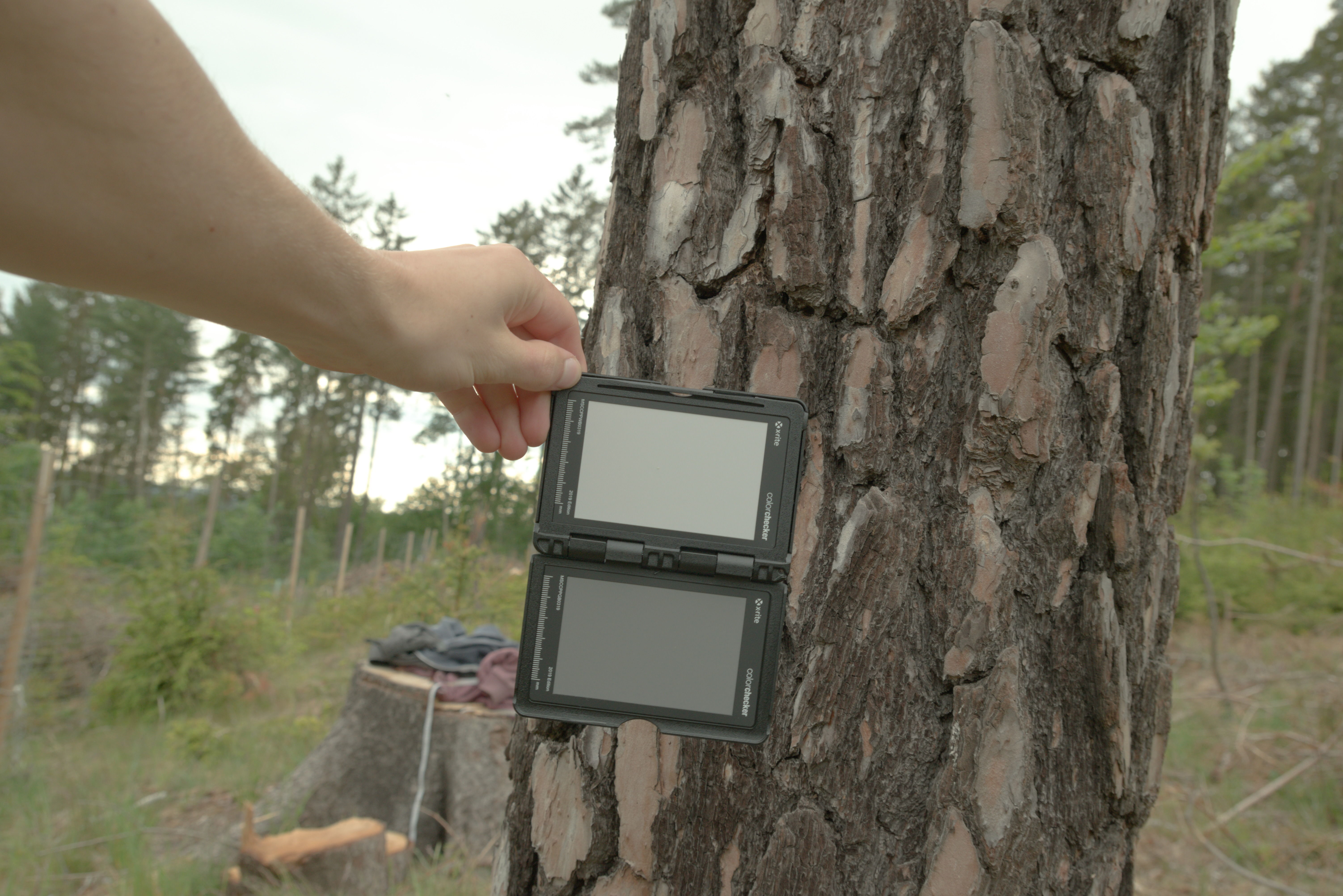 Pine Tree Trunk Low-poly 3D model_19