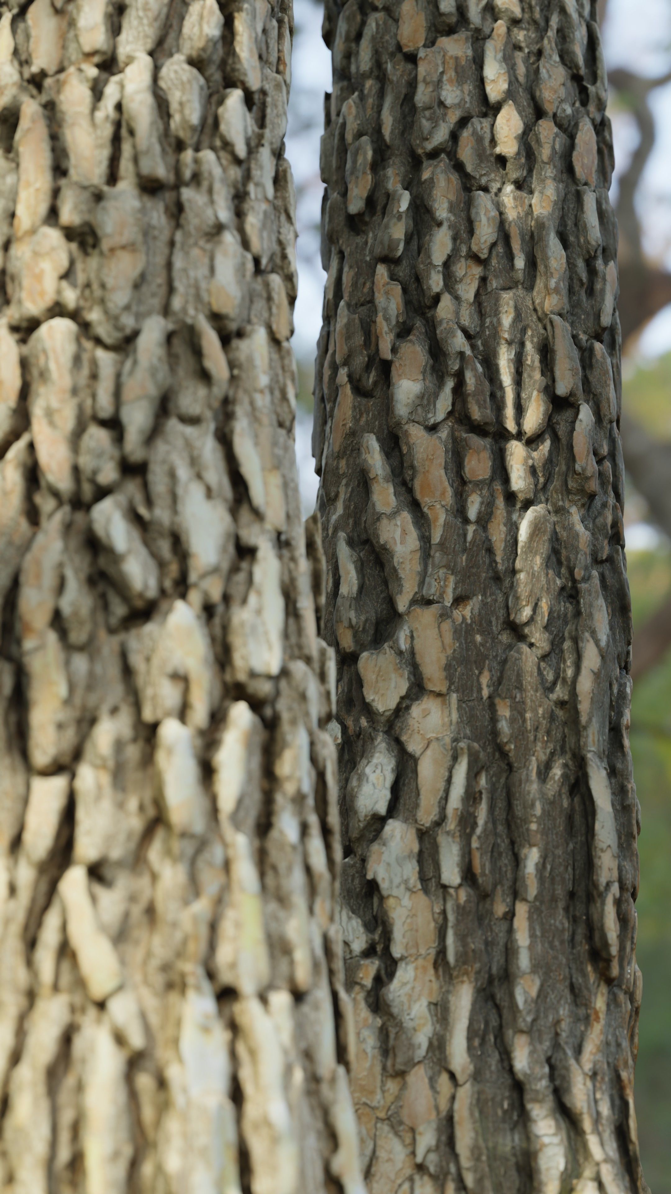 Pine Tree Trunk Low-poly 3D model_9