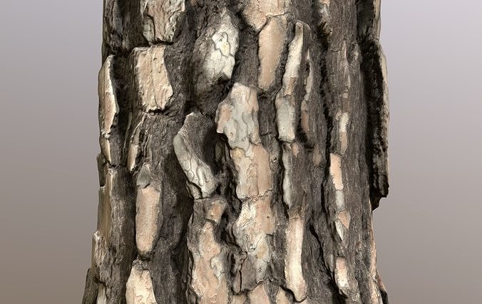 Pine Tree Trunk Low-poly 3D model