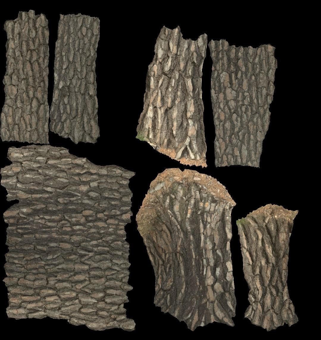 Pine Tree Trunk Low-poly 3D model_15