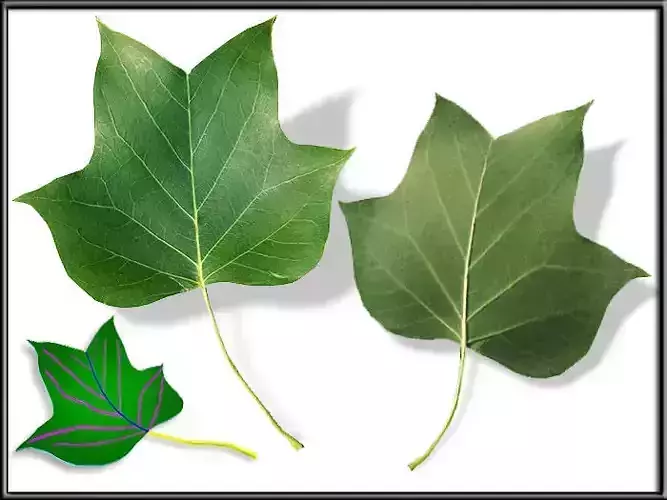 Liriodendron tulipifera Leaf Low-poly 3D model