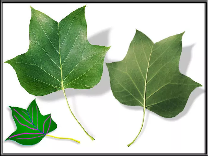 Liriodendron tulipifera Leaf Low-poly 3D model_0