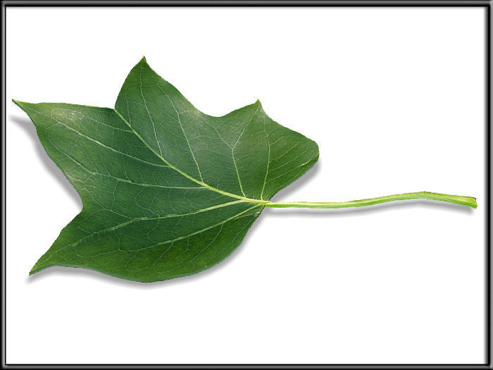Liriodendron tulipifera Leaf Low-poly 3D model_3