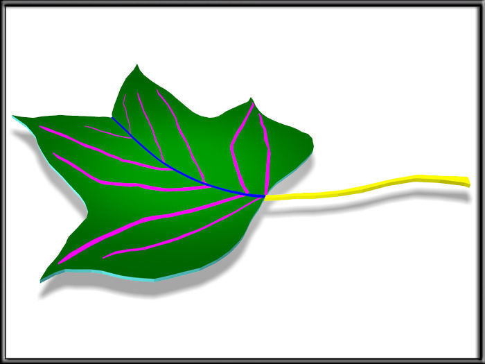 Liriodendron tulipifera Leaf Low-poly 3D model_6
