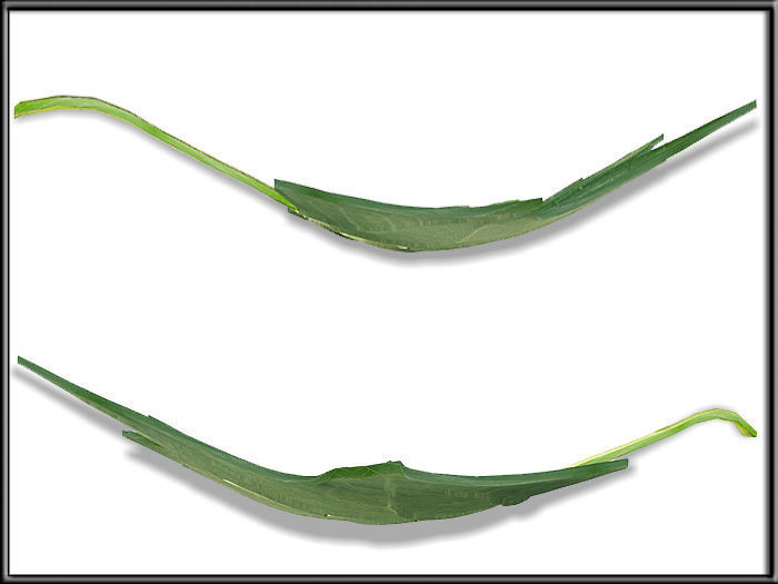 Liriodendron tulipifera Leaf Low-poly 3D model_5