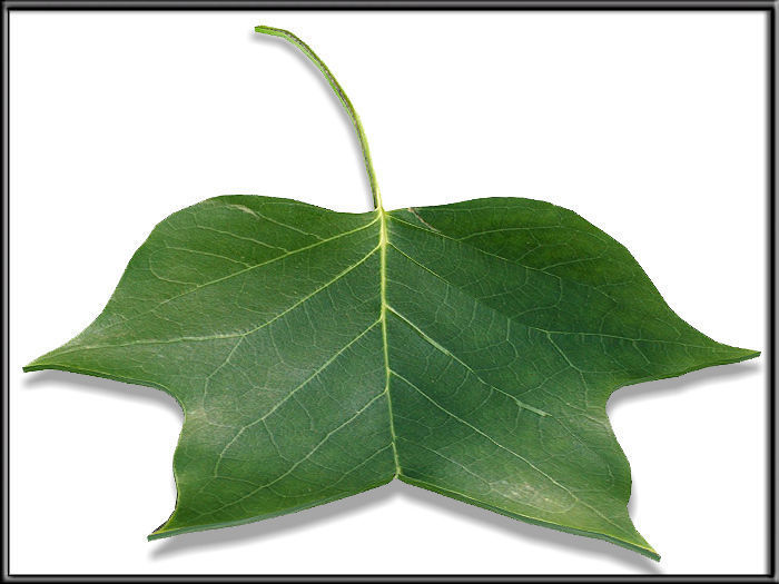 Liriodendron tulipifera Leaf Low-poly 3D model_2