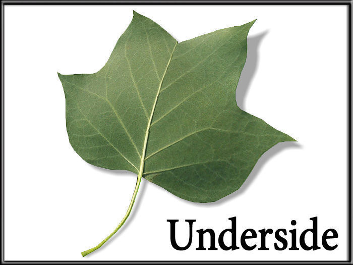 Liriodendron tulipifera Leaf Low-poly 3D model_4