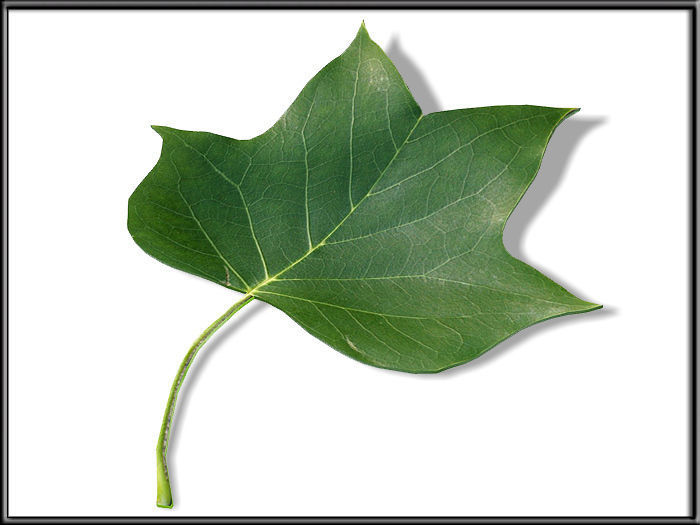 Liriodendron tulipifera Leaf Low-poly 3D model_1