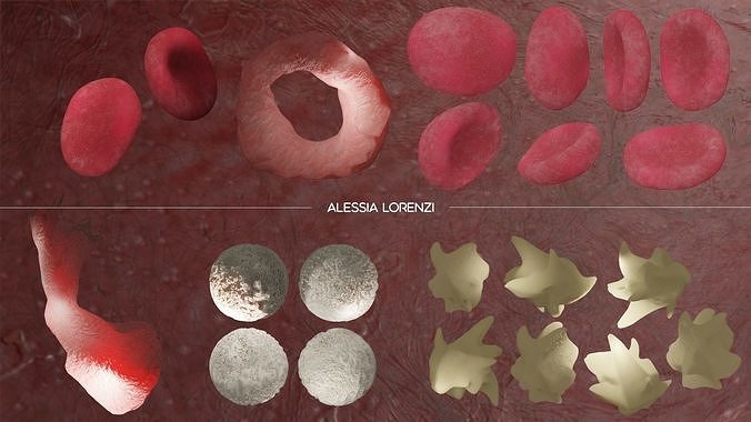 blood inside veins professional set 3D model