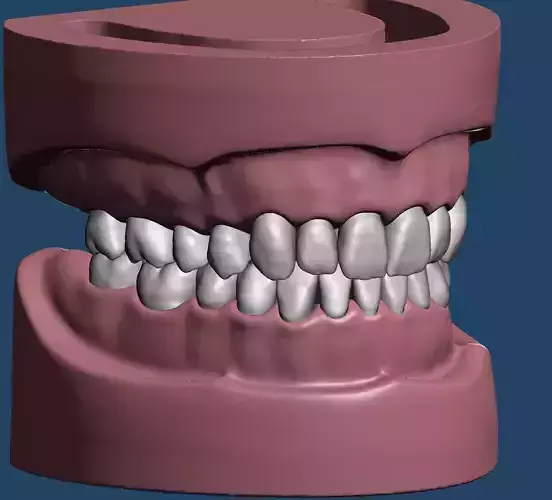 Dental Sample model 3D print model