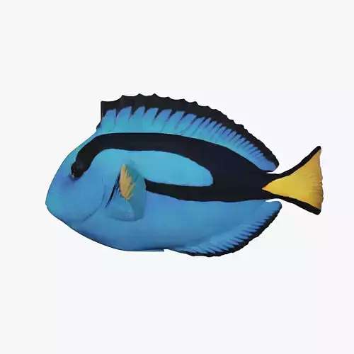 Paracanthurus Hepatus - Blue Tang - Low Poly Low-poly 3D model