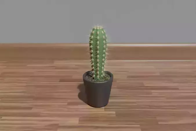 Small cactus in a pot
