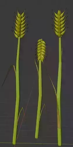 Lowpoly wheat model plant