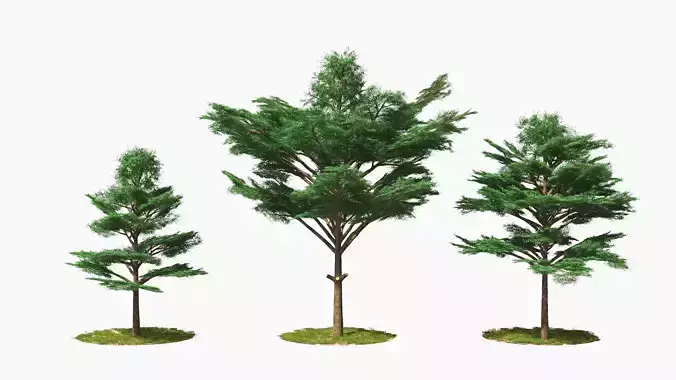 Terminalia ivorensis wind animation 3D model
