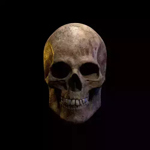 Old Human Skull Low-poly 3D model Free low-poly 3D model