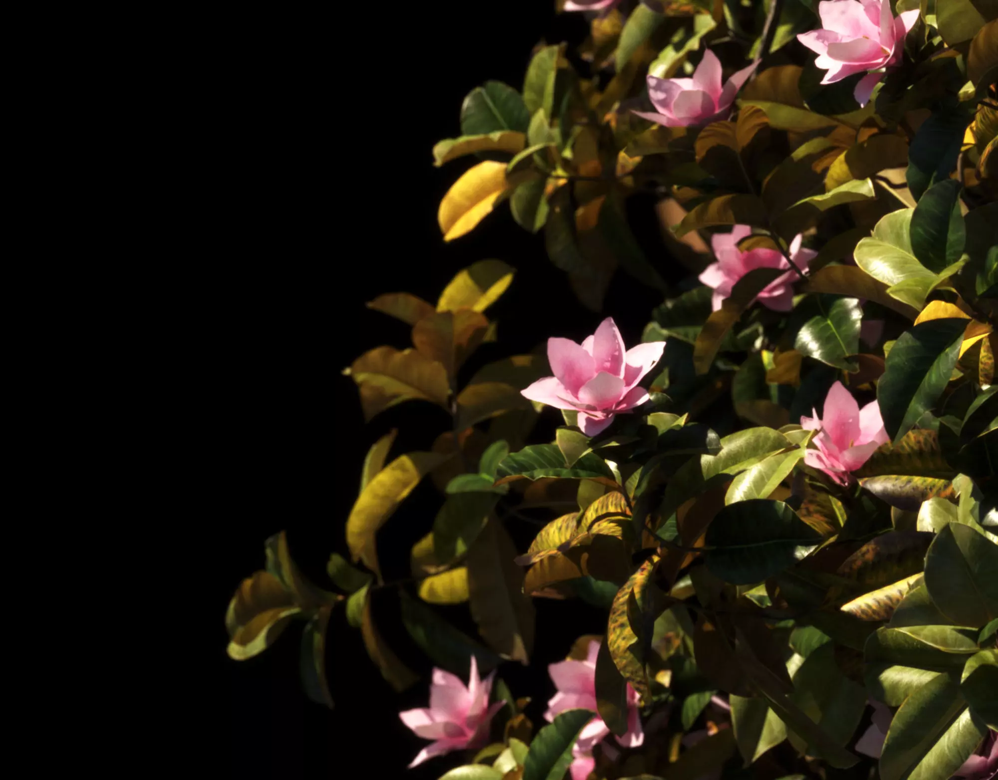 Magnolia S  4 models 3D model_0