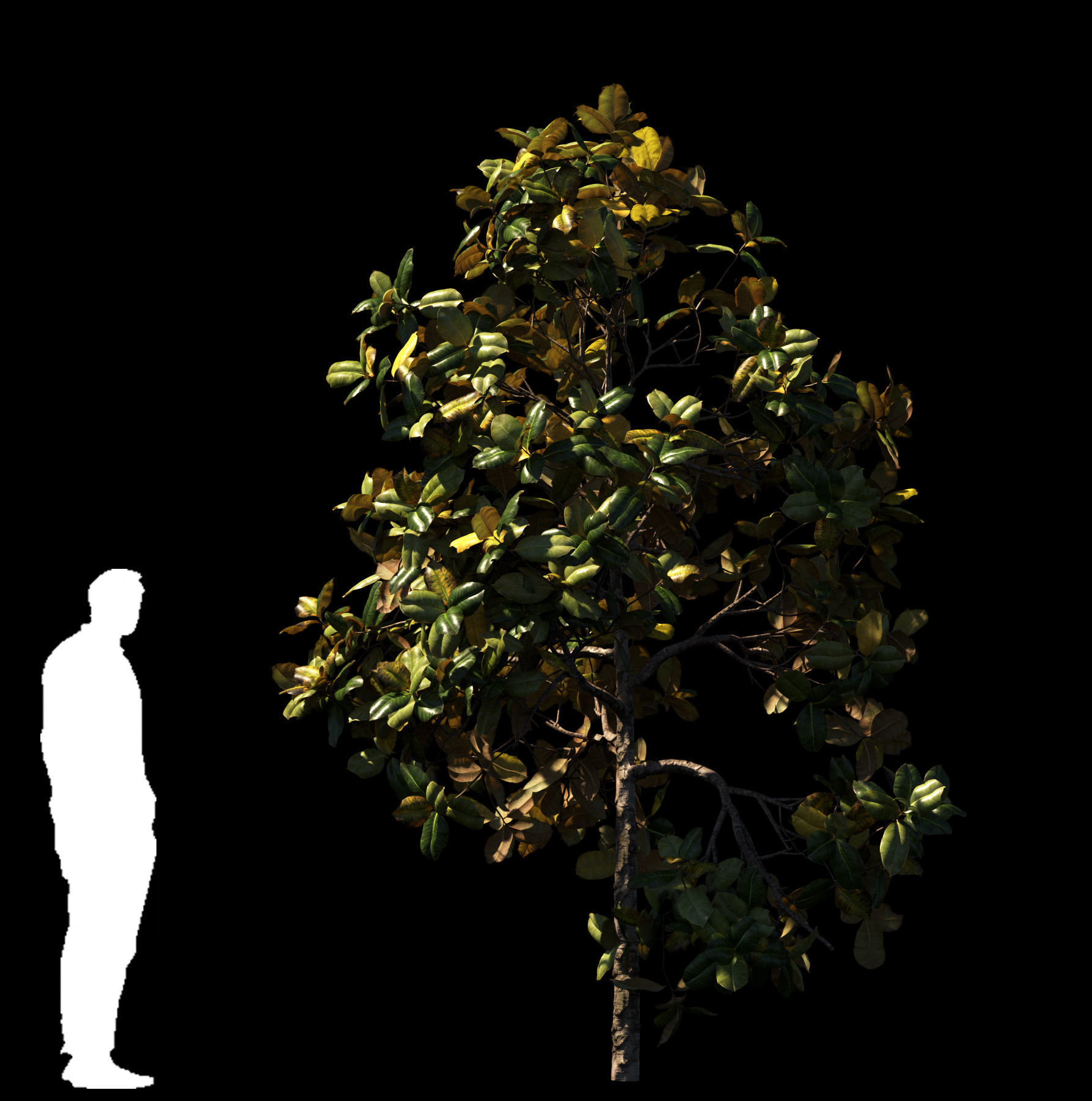 Magnolia S  4 models 3D model_2