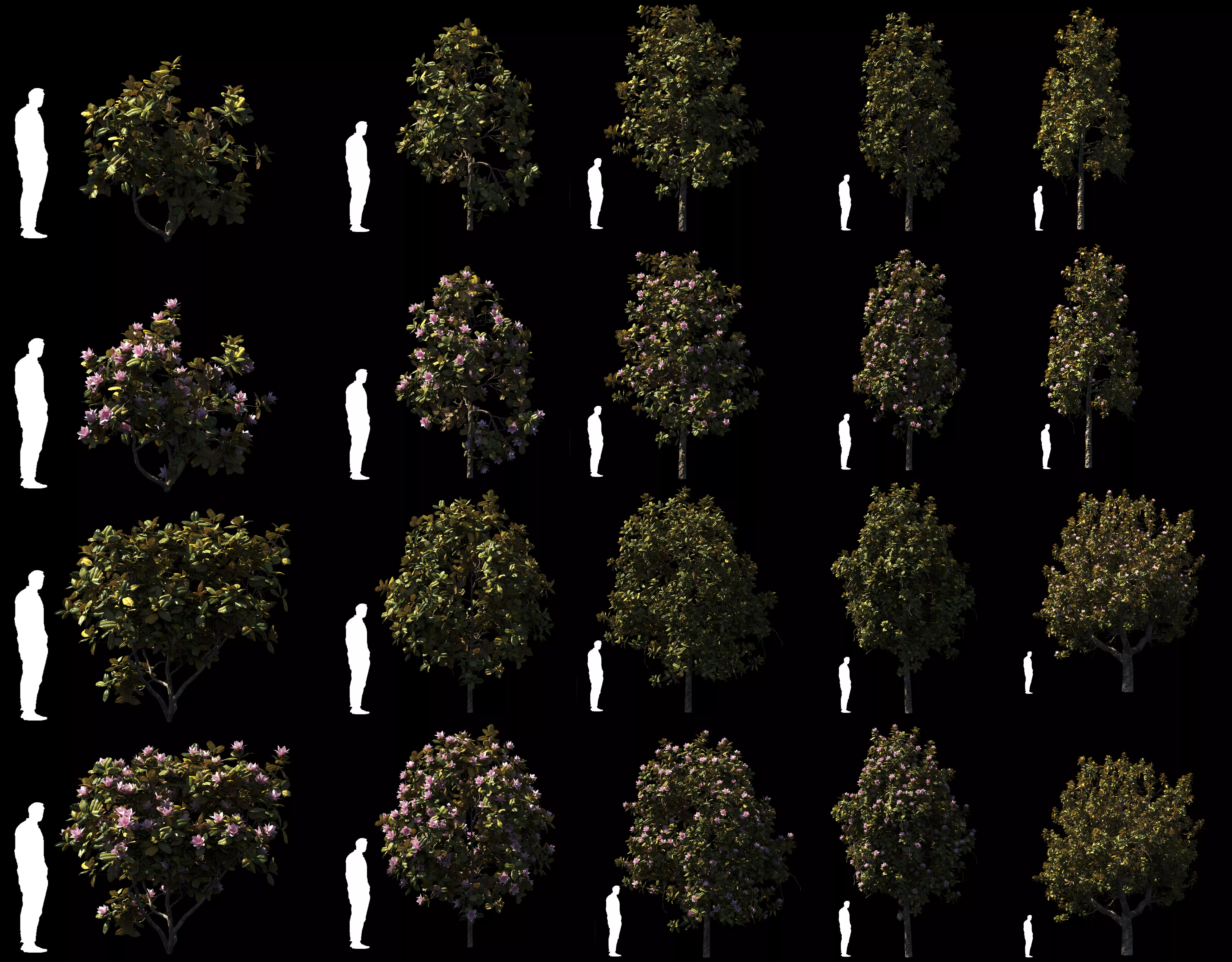 Magnolia All Pack 20 tree models plus GrowFX files 3D model_0