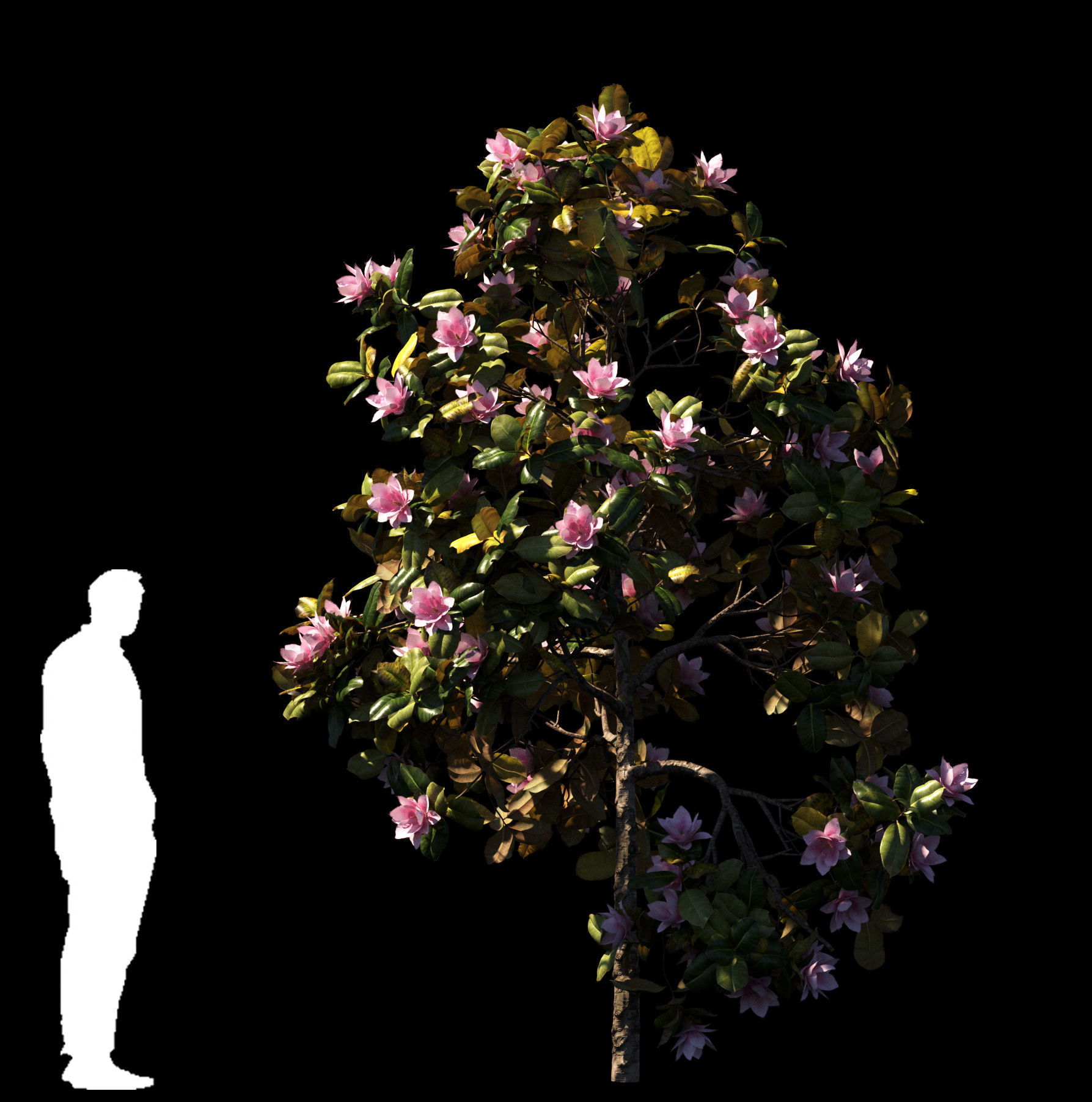 Magnolia All Pack 20 tree models plus GrowFX files 3D model_13