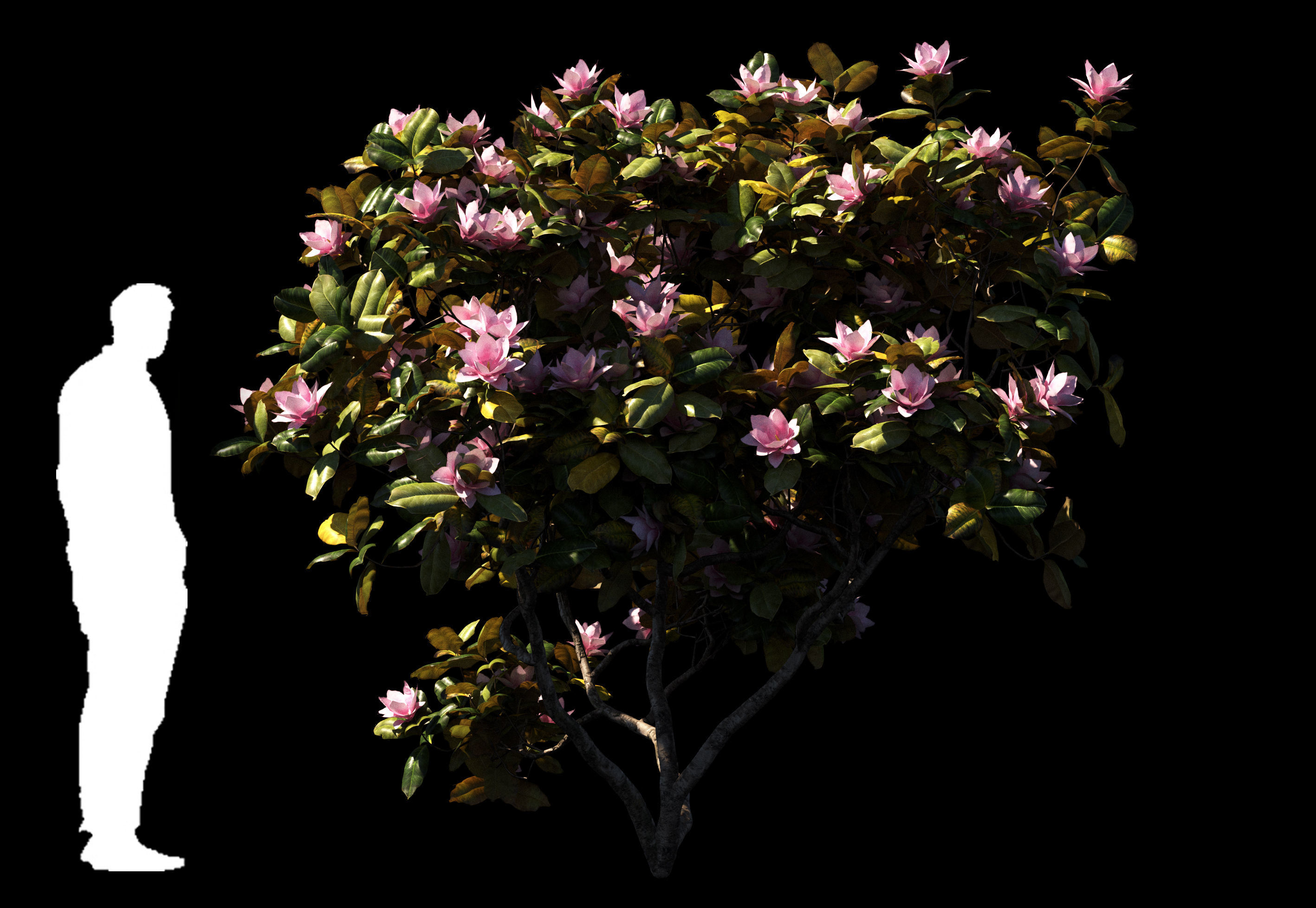 Magnolia All Pack 20 tree models plus GrowFX files 3D model_18