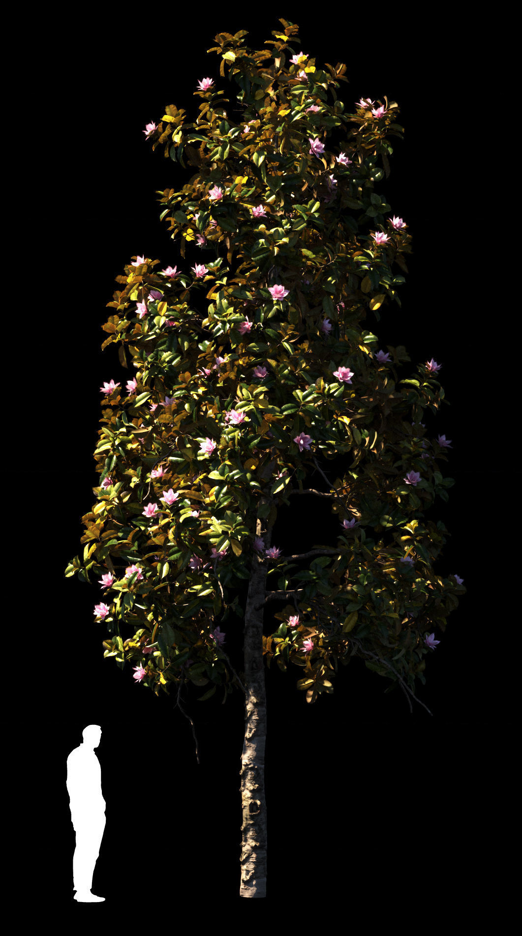 Magnolia All Pack 20 tree models plus GrowFX files 3D model_25