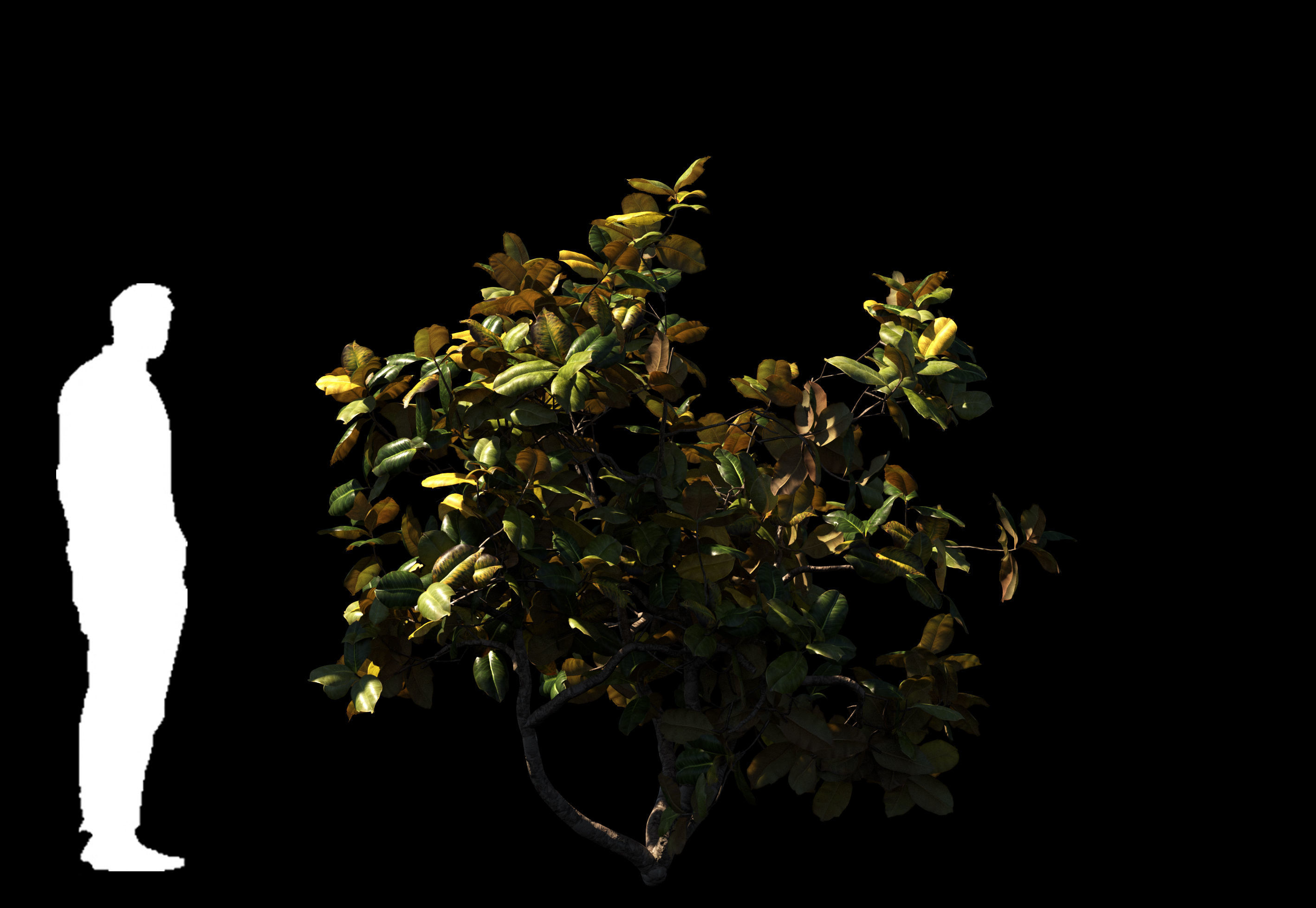 Magnolia All Pack 20 tree models plus GrowFX files 3D model_12