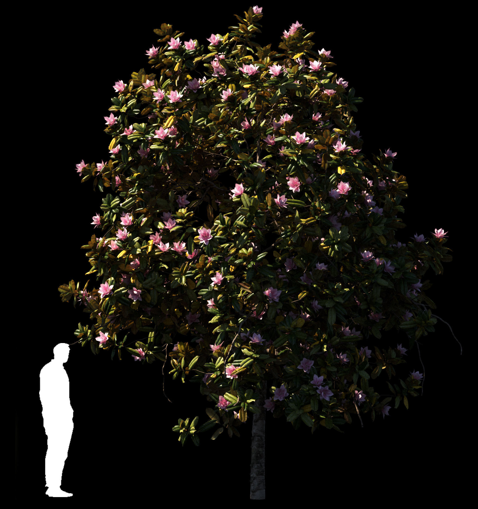 Magnolia All Pack 20 tree models plus GrowFX files 3D model_19