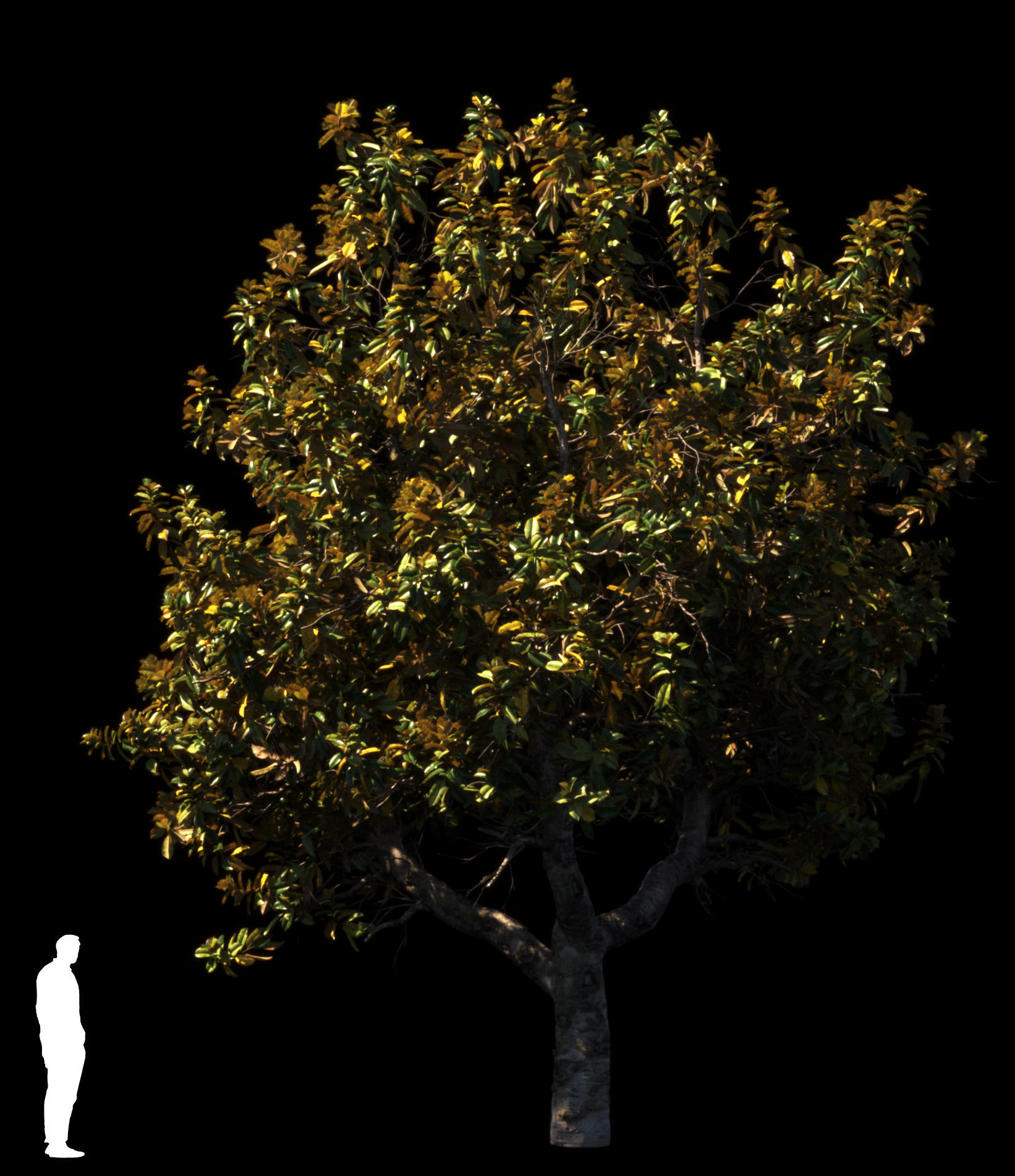 Magnolia All Pack 20 tree models plus GrowFX files 3D model_20