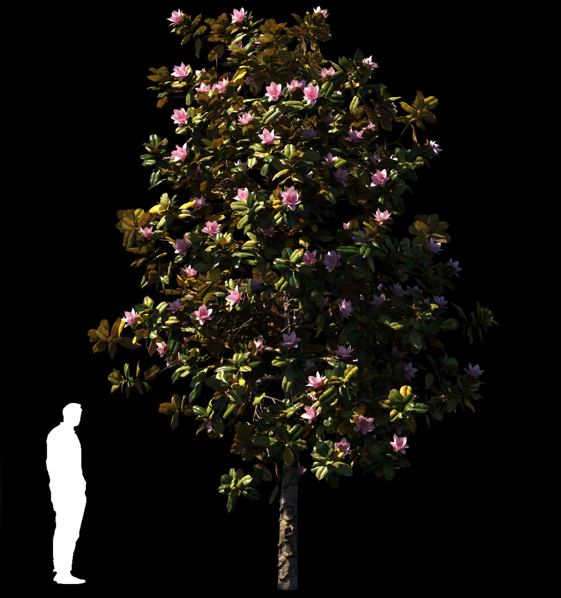 Magnolia All Pack 20 tree models plus GrowFX files 3D model_24