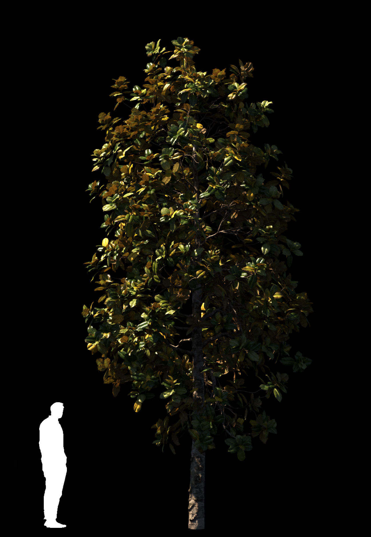 Magnolia All Pack 20 tree models plus GrowFX files 3D model_6