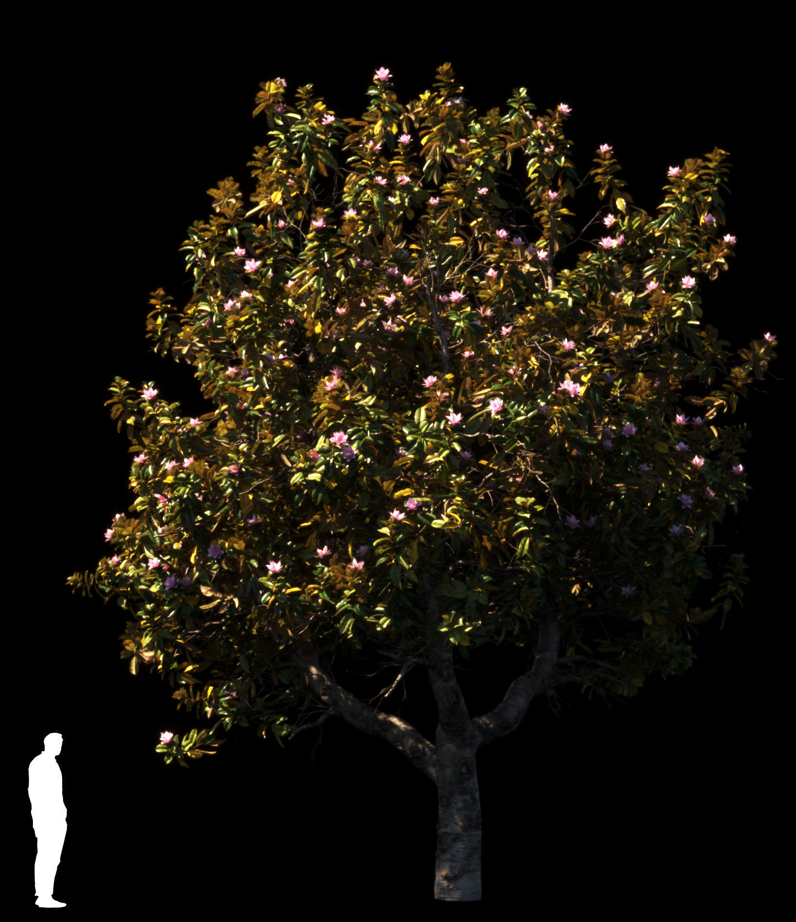 Magnolia All Pack 20 tree models plus GrowFX files 3D model_23