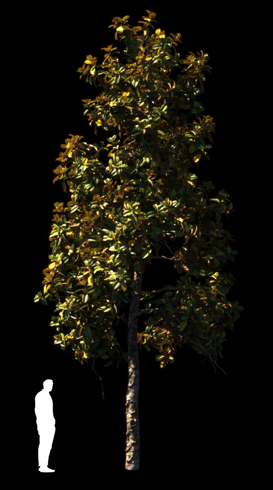 Magnolia All Pack 20 tree models plus GrowFX files 3D model_21