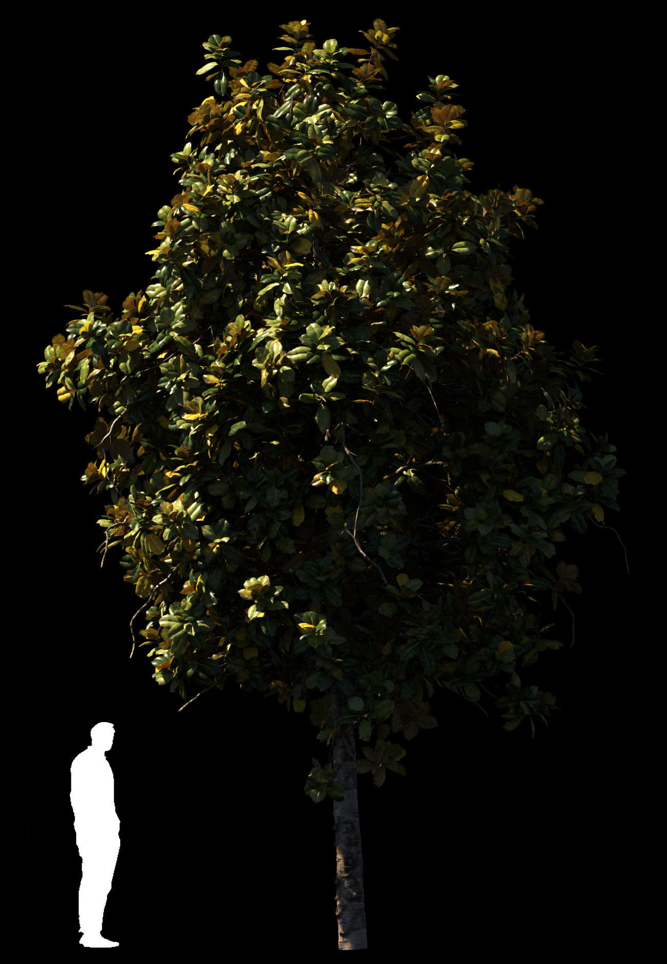 Magnolia All Pack 20 tree models plus GrowFX files 3D model_5