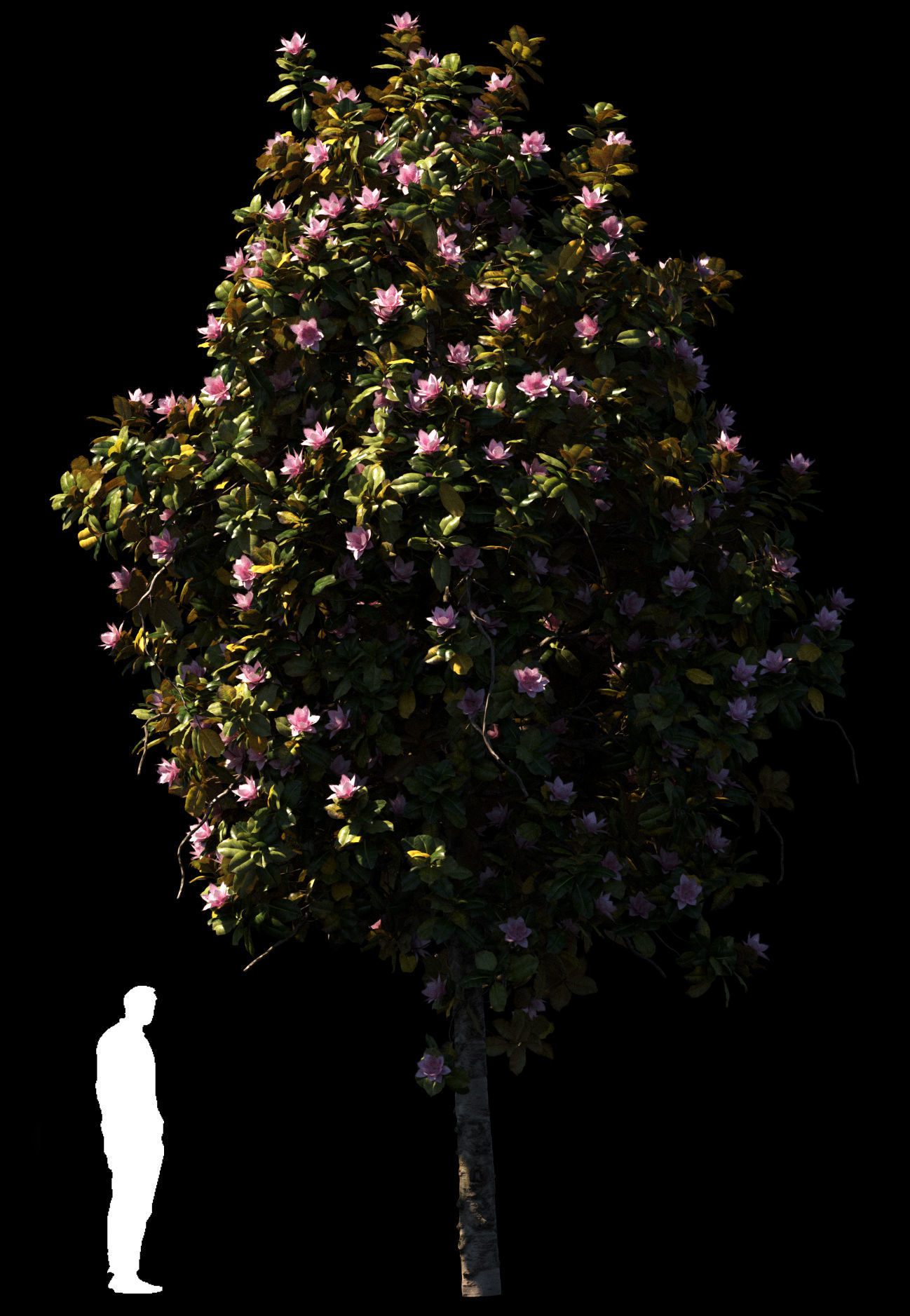 Magnolia All Pack 20 tree models plus GrowFX files 3D model_10
