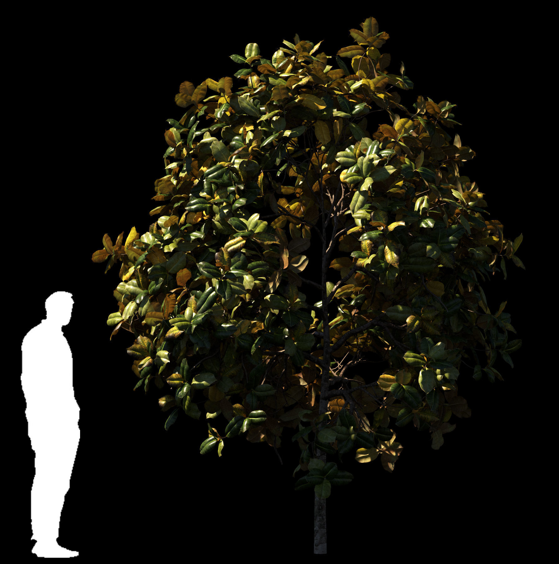 Magnolia All Pack 20 tree models plus GrowFX files 3D model_22