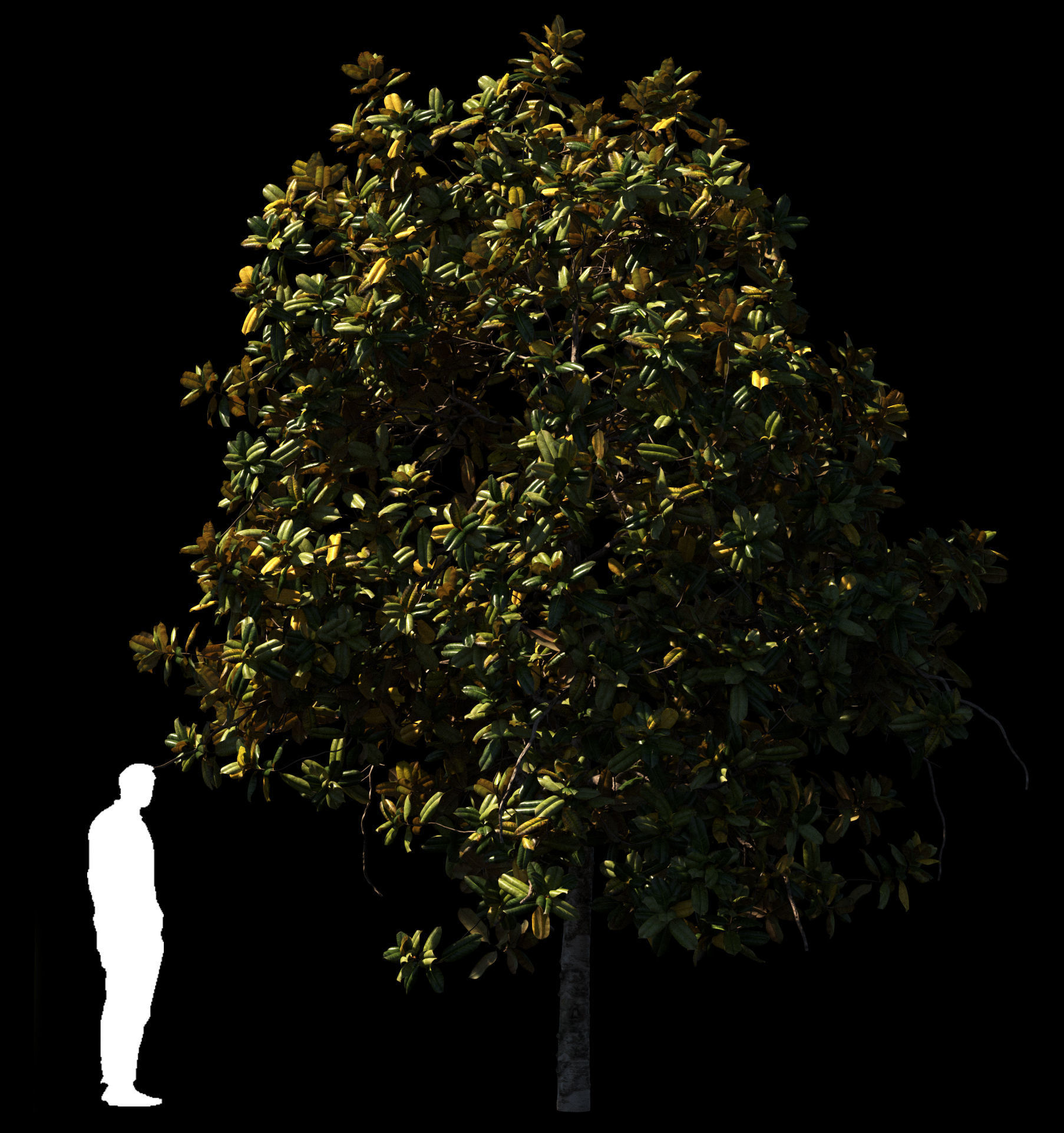 Magnolia All Pack 20 tree models plus GrowFX files 3D model_16