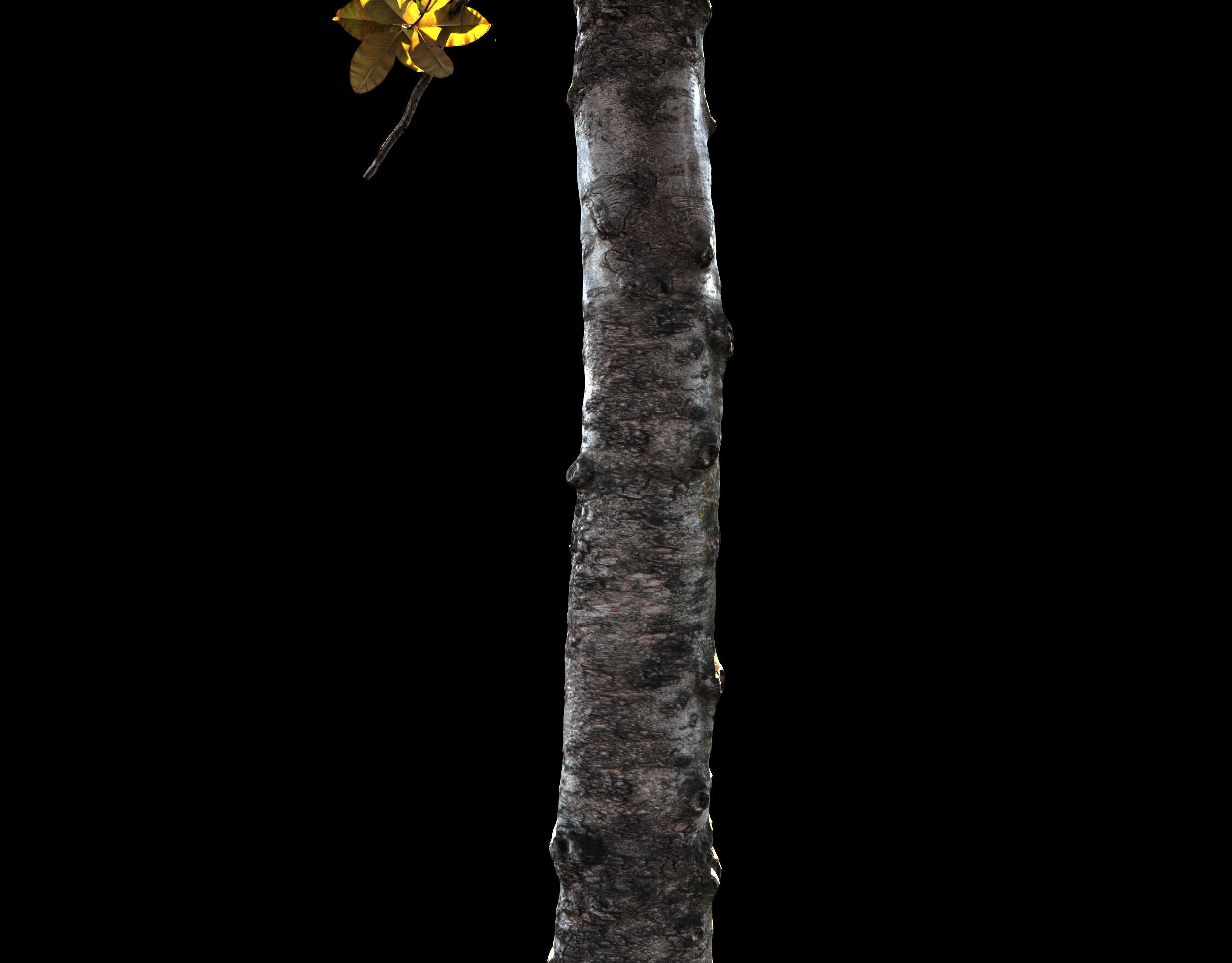 Magnolia All Pack 20 tree models plus GrowFX files 3D model_8