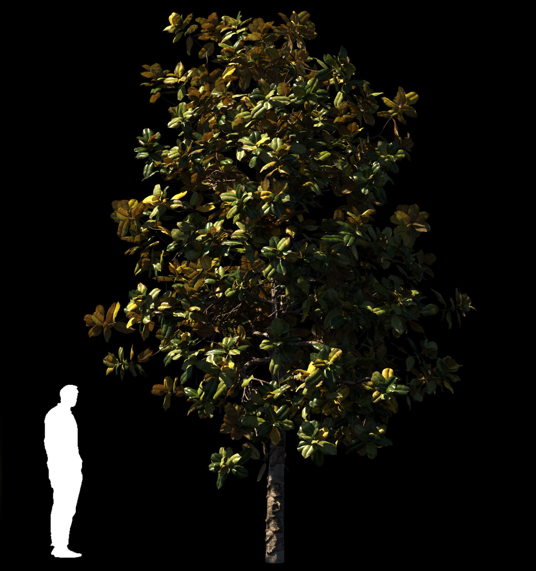 Magnolia All Pack 20 tree models plus GrowFX files 3D model_26