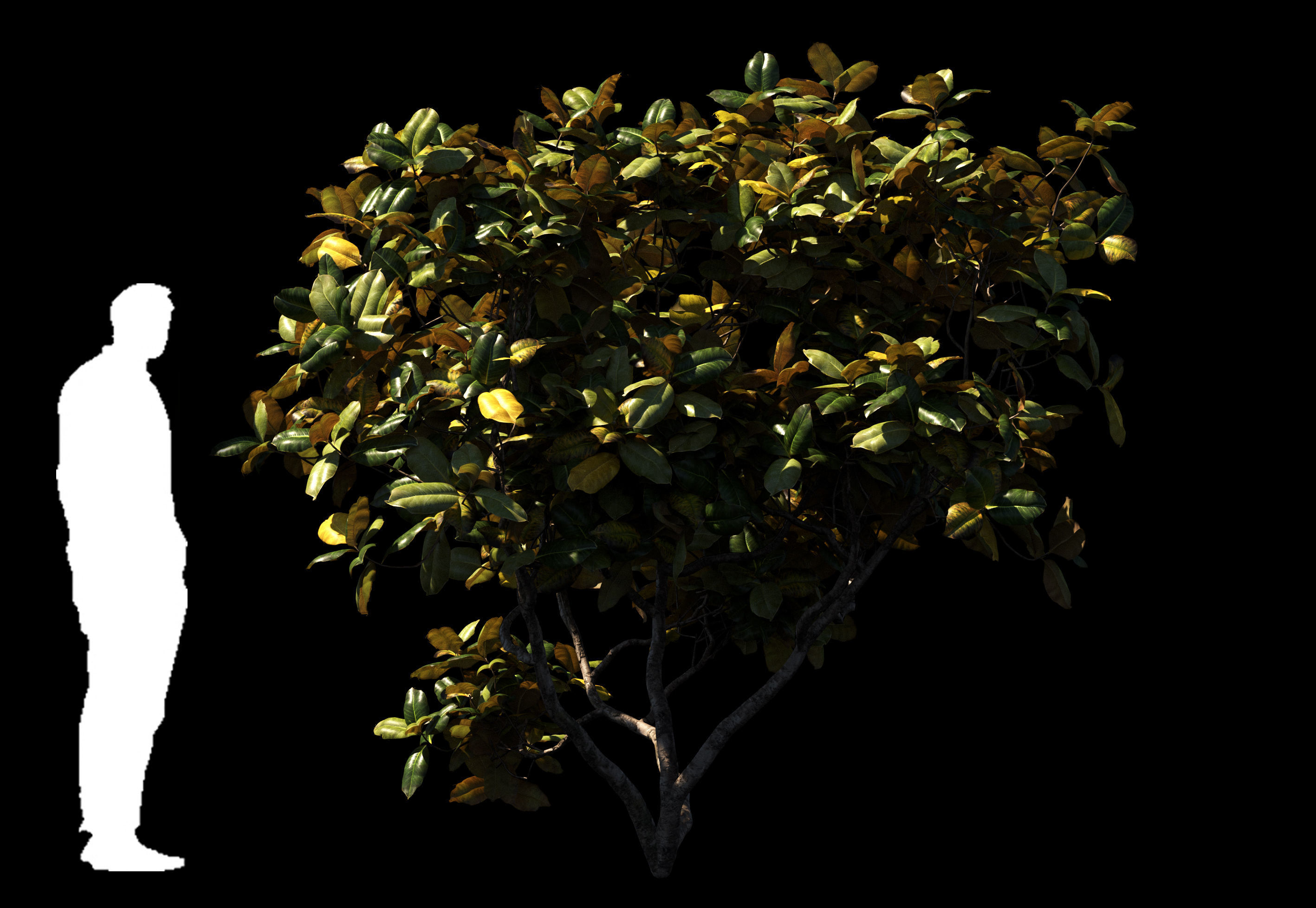 Magnolia All Pack 20 tree models plus GrowFX files 3D model_17