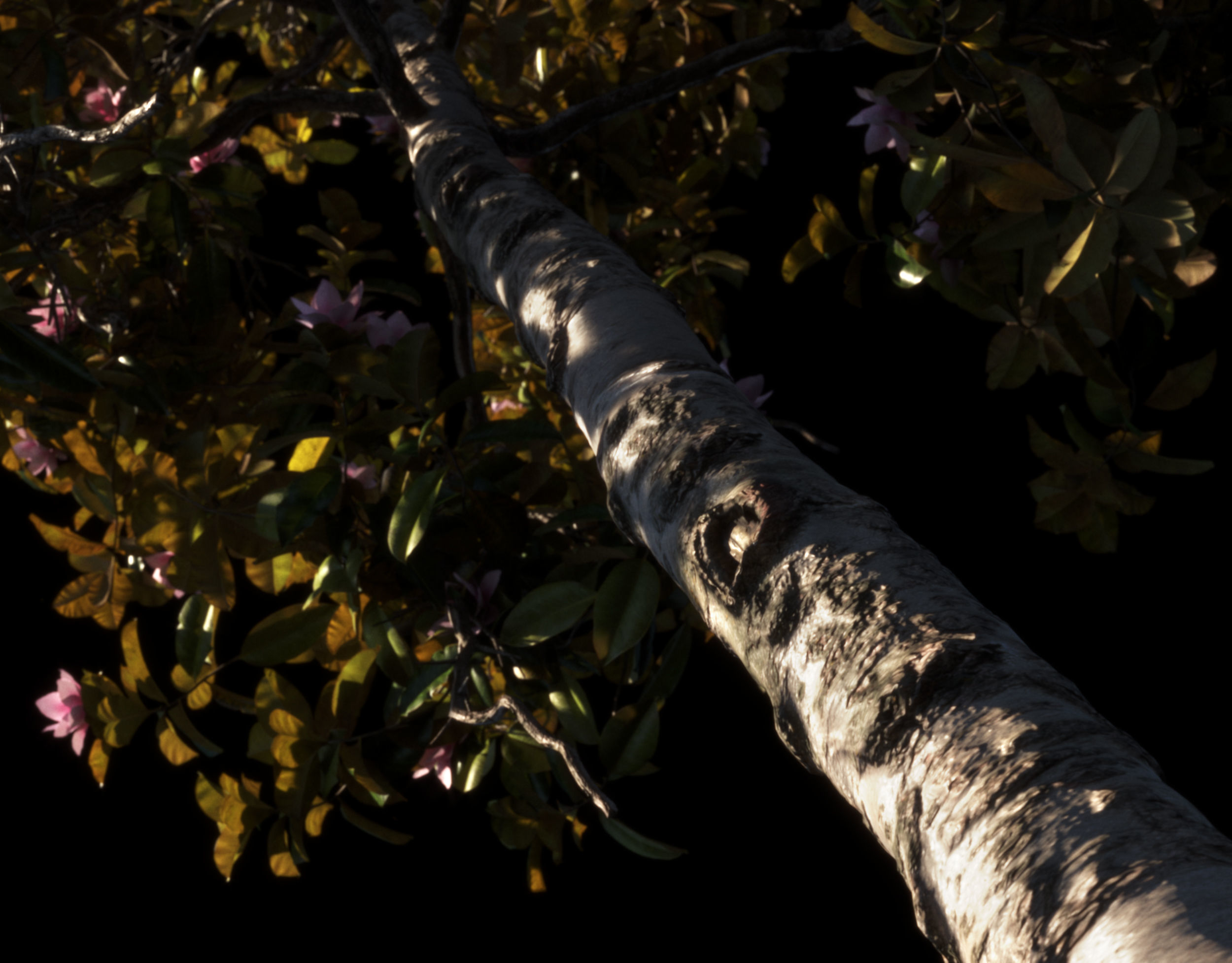 Magnolia All Pack 20 tree models plus GrowFX files 3D model_1