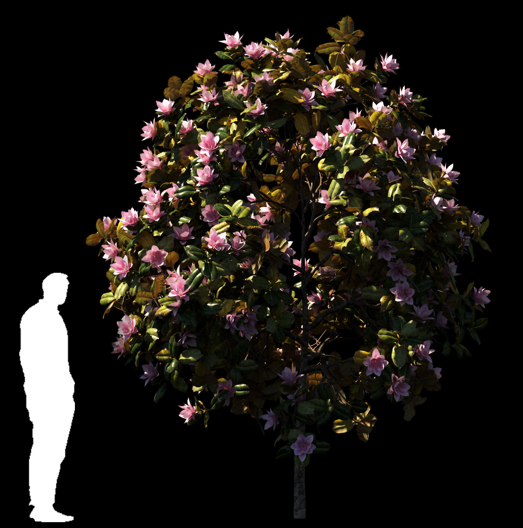 Magnolia All Pack 20 tree models plus GrowFX files 3D model_14