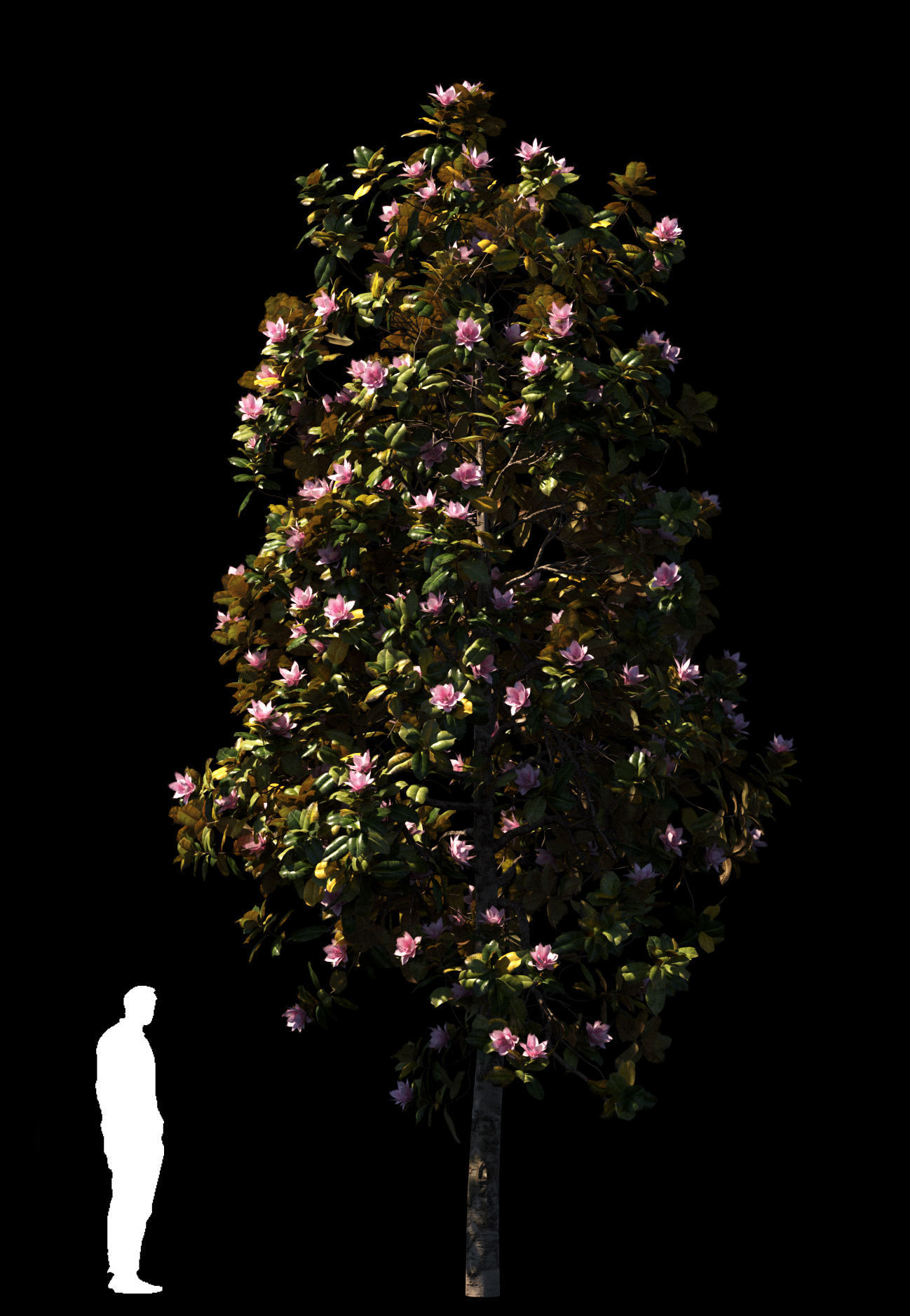 Magnolia All Pack 20 tree models plus GrowFX files 3D model_9