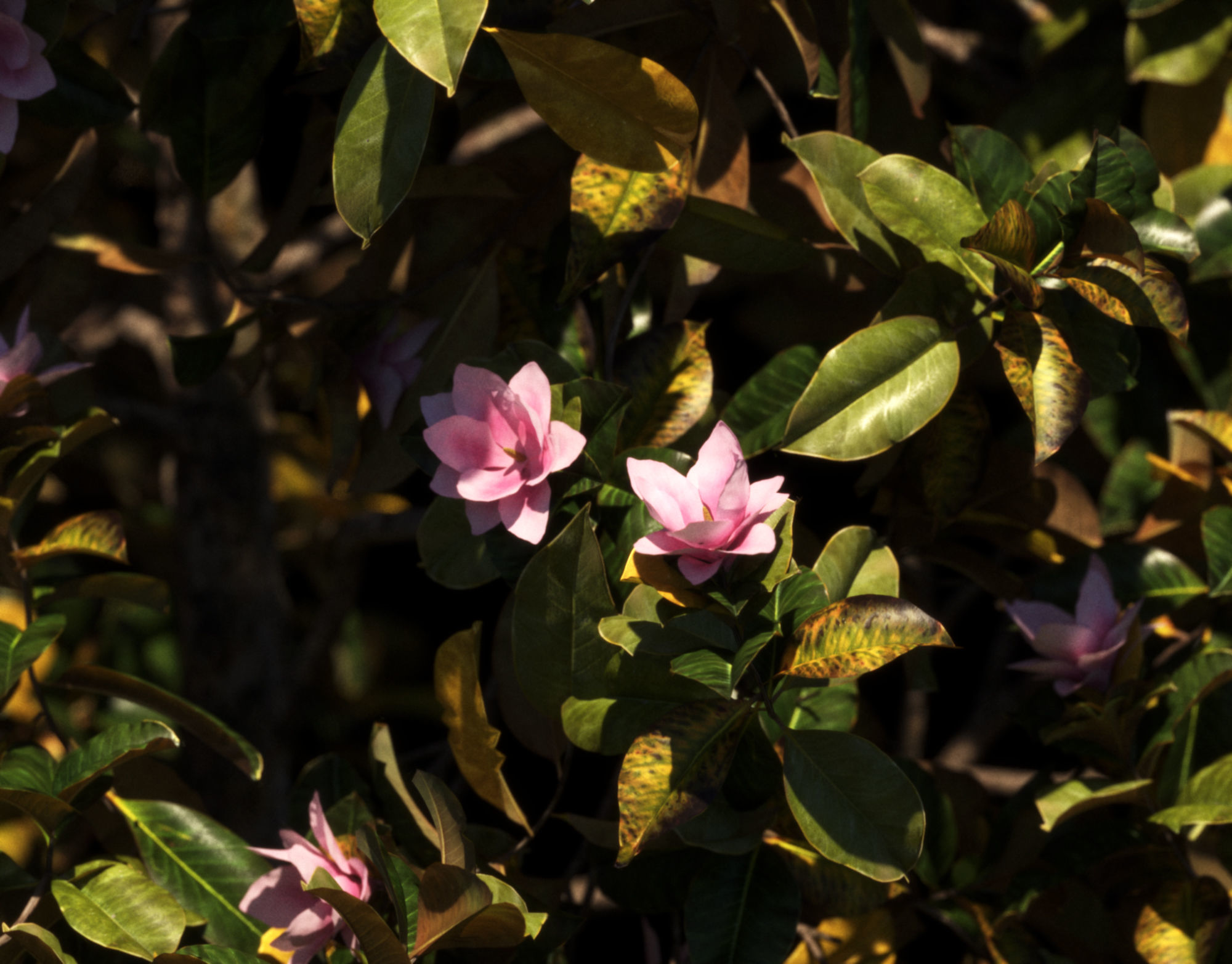 Magnolia All Pack 20 tree models plus GrowFX files 3D model_3