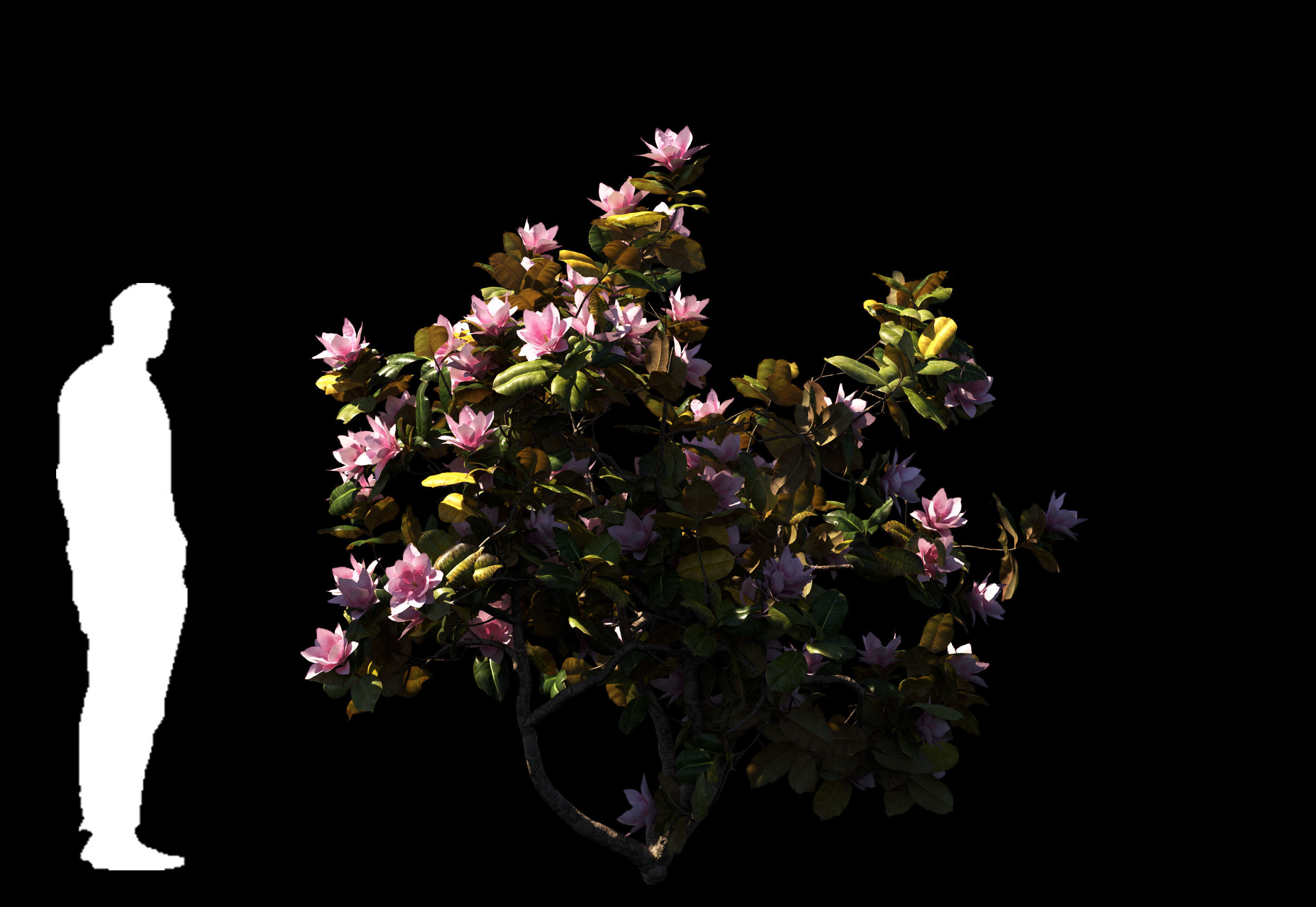 Magnolia All Pack 20 tree models plus GrowFX files 3D model_11