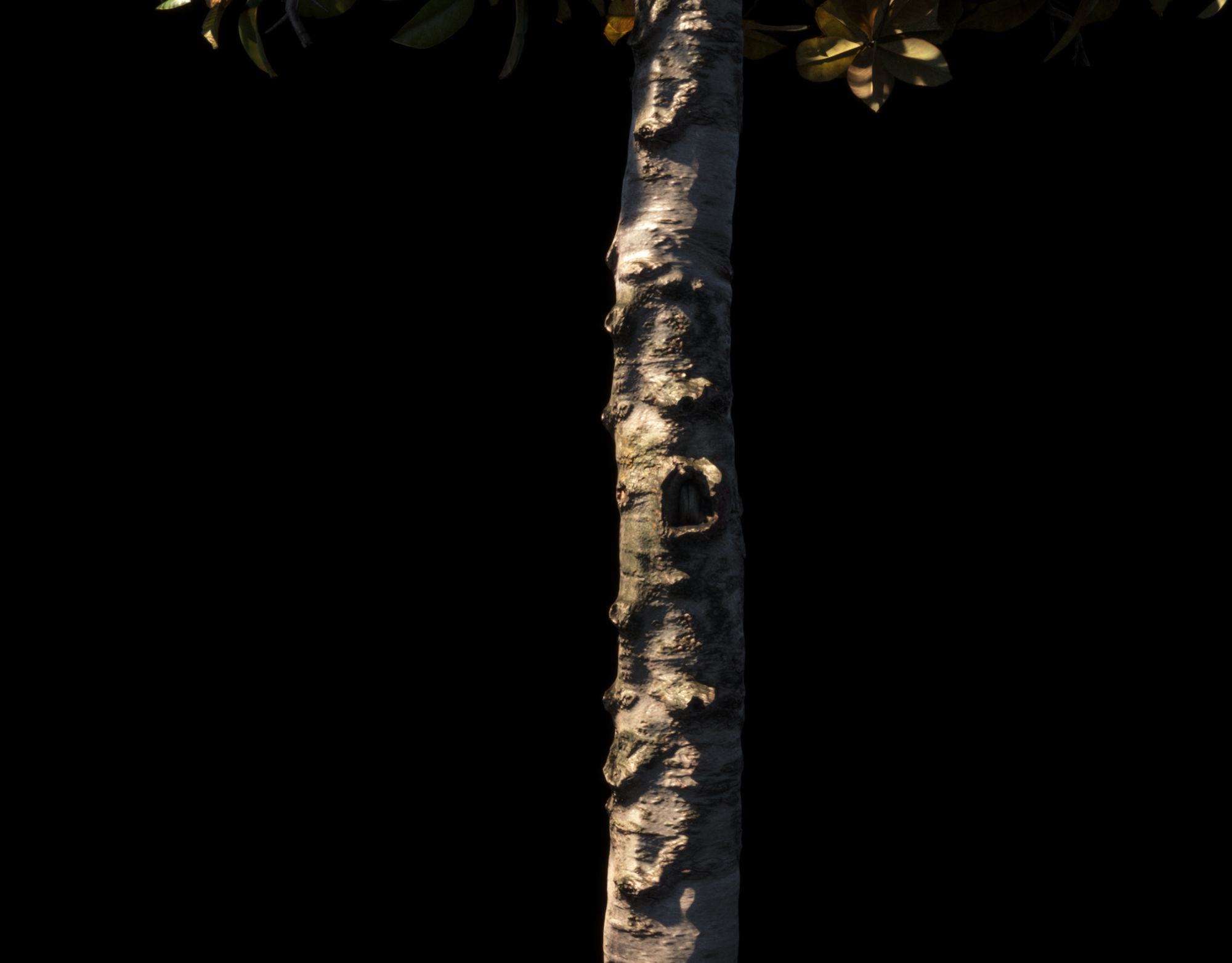 Magnolia All Pack 20 tree models plus GrowFX files 3D model_4