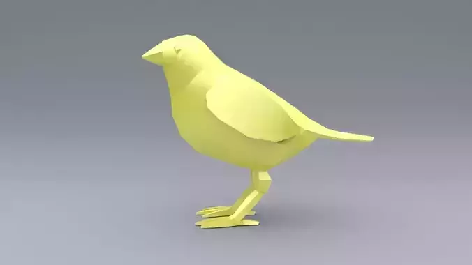 Canary bird