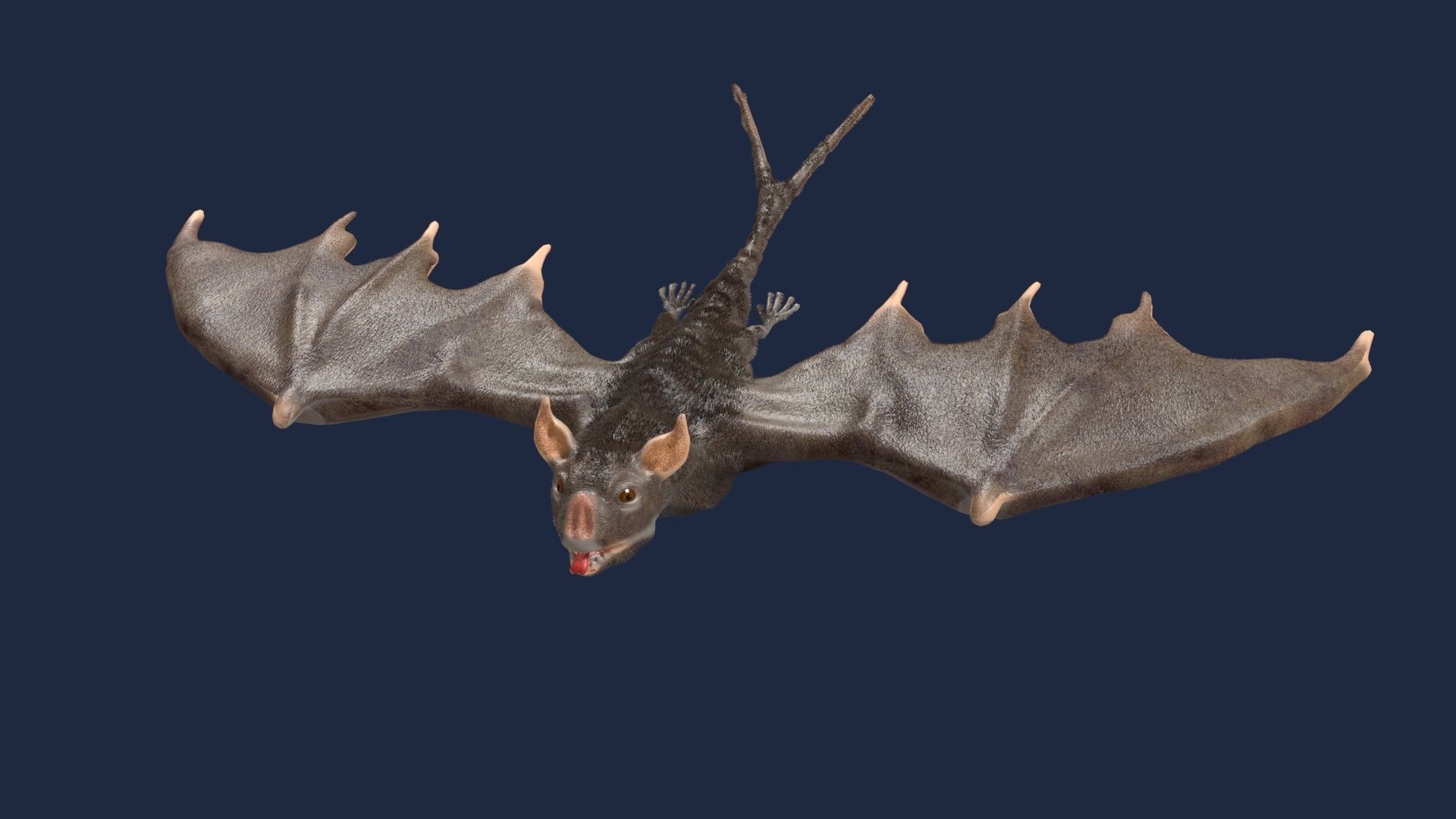 vampire bat 3D model_6