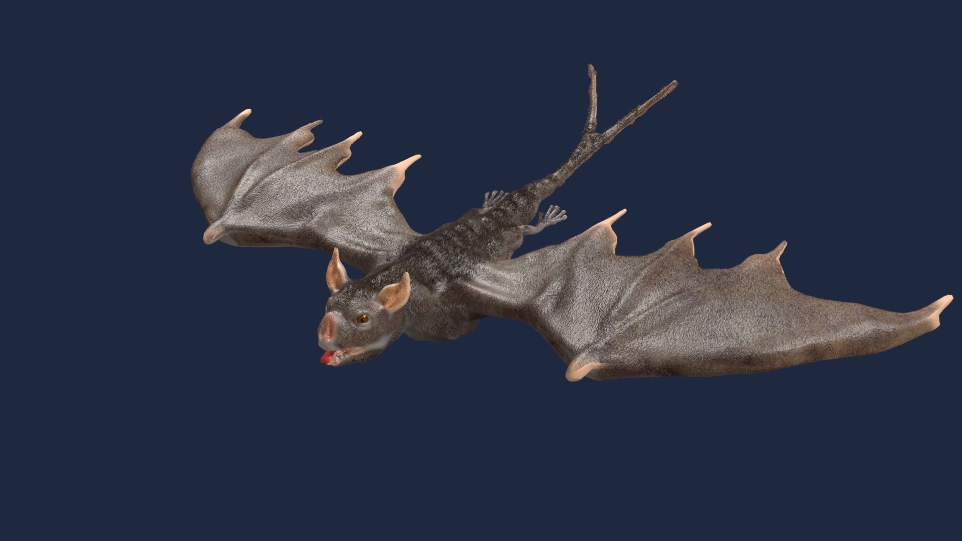vampire bat 3D model_8
