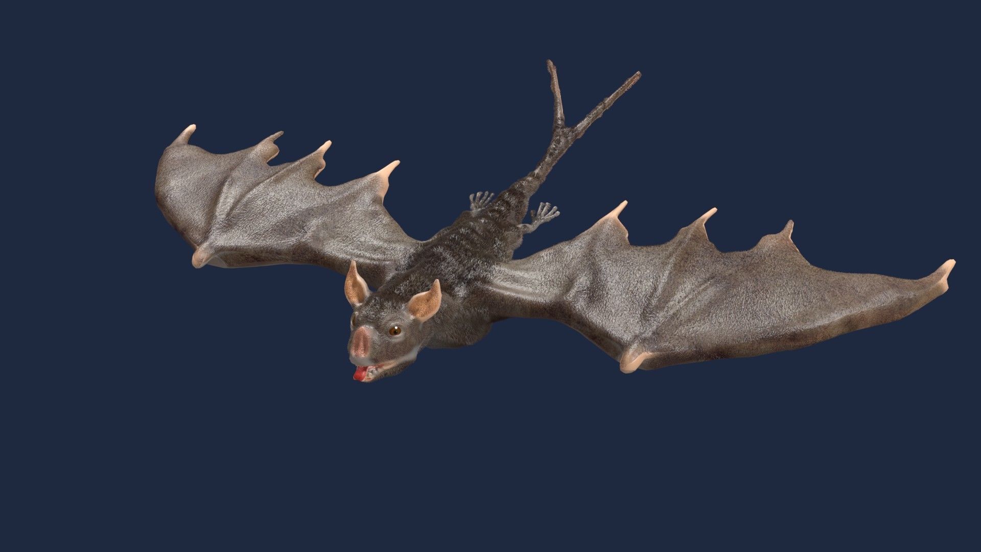 vampire bat 3D model_9